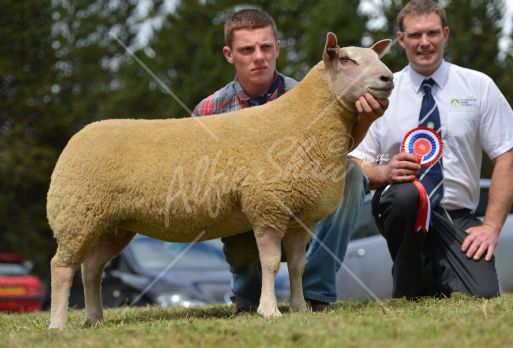 Champion Female at the Charollais Premier shown by William McAllister selling for 1600gns